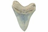 Serrated, ” Fossil Megalodon Tooth - Aurora, North Carolina #306351-1